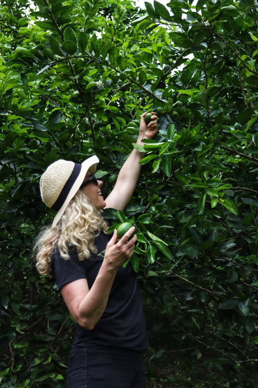 The Freshest Citrus Juice, Year Round - Twisted Alchemy